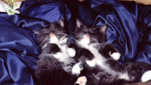 Двойной кот.Кота принесли соседи. Они уезжали на месяц в Венгрию. Там у них была квартира и ...