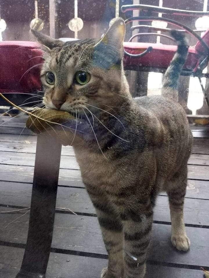 ,          ,      , ...