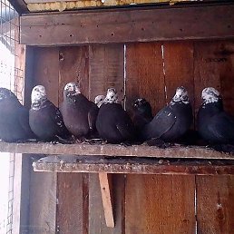 �������, ������, 69 ���