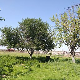 Azizbek, , 35 