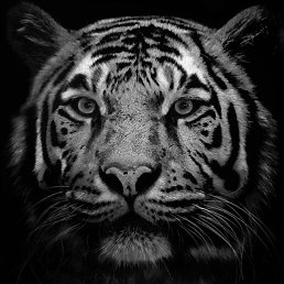 ��������, �������, 35 ���