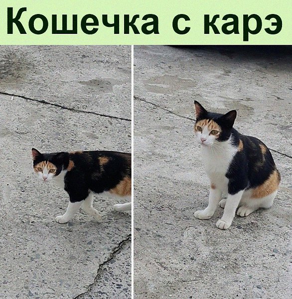 А у меня во дворе ходит кошечка с карэ.Или это такая шапка с ушками?