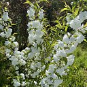 ���� ����, �����������, 48 ��� - ��������� 24 ��� 2023 � ������ ������ ��������