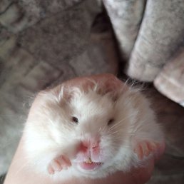 �����, ������, 21 ���