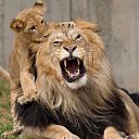 ���� �������, �����, 38 ��� - ��������� 12 ������� 2023 � ������ ���� ����������