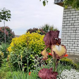 �����, ������, 52 ����