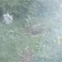 ����, �����������, 50 ���