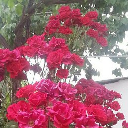 �������, �����-���������, 48 ���