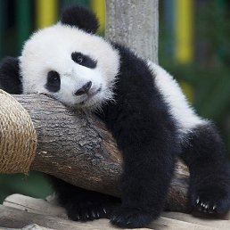 �����, ���������, 32 ����