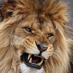 ������, ���������, 38 ���