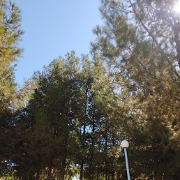 Shavkat, �����, 37 ���