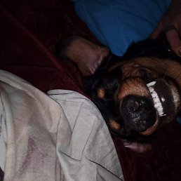 ������, ����, 50 ���