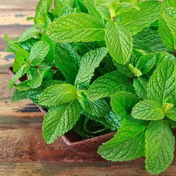 ���� Shota, �����������, 30 ��� - ��������� 3 ���� 2023