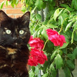 �����, ���������, 51 ���