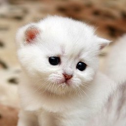 ������, ��������, 57 ���