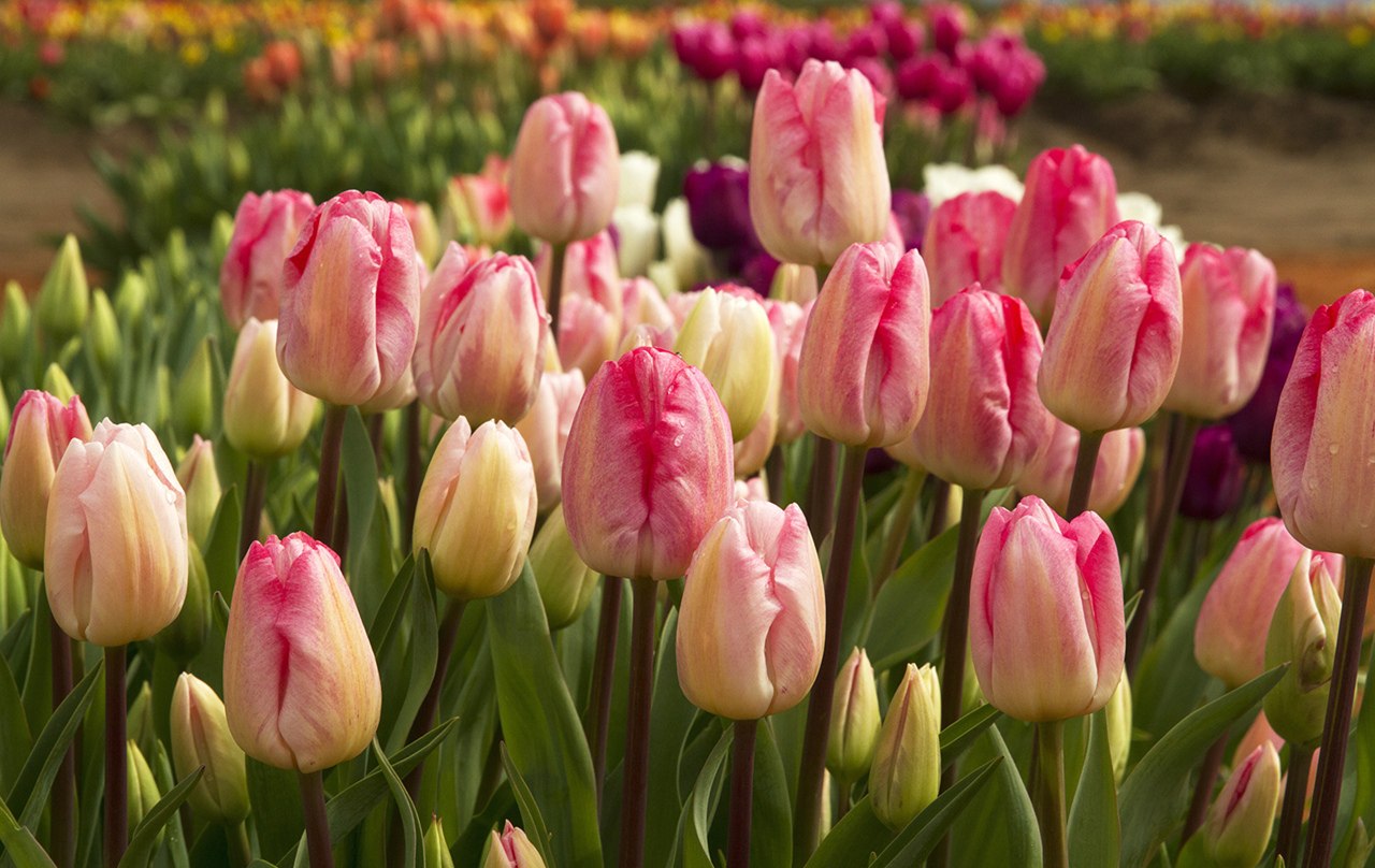 ����� ��������! - ���� ��������. ����� ��������, ����� � ������. �� ����� ������! - ��� ������. ...