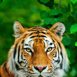 ���� ����, �����, 52 ���� - ��������� 1 ���� 2023