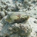  Tiger, , 72  -  28  2023   memory Hurghada