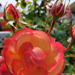 ����, ������, 66 ���