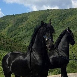 ����, ���������, 38 ���