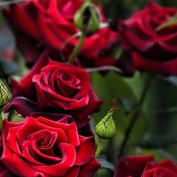 ���� ������, ����, 52 ���� - ��������� 13 ������� 2023