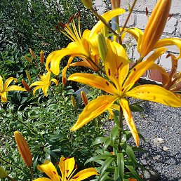 ����, ���������, 64 ����