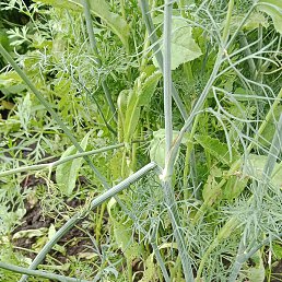 �����, ������, 37 ���