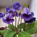 ���� �������, ��������, 55 ��� - ��������� 25 ��� 2023