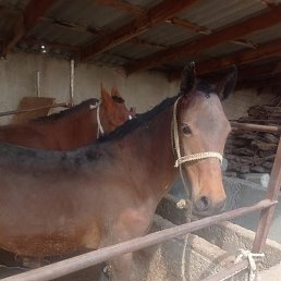 Adilet, ������, 37 ���