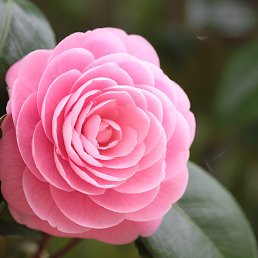 �����, ����, 38 ���