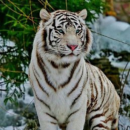 ����������, �������, 37 ���