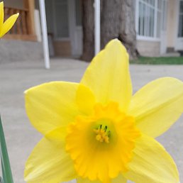 ���, �����, 50 ���