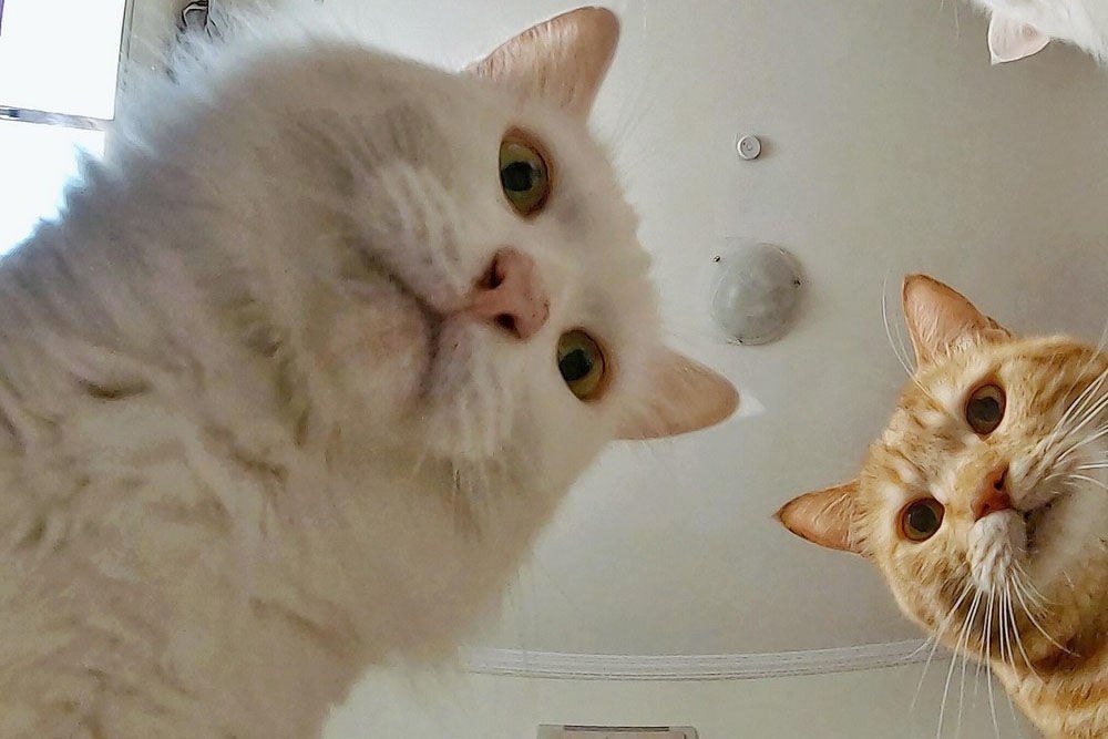   ,      ,    )))