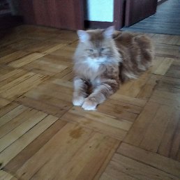 �������, �����-���������, 60 ���