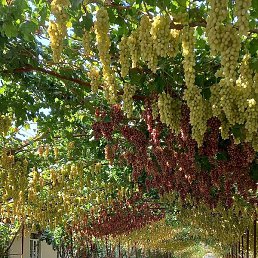 Nok, �����, 33 ����