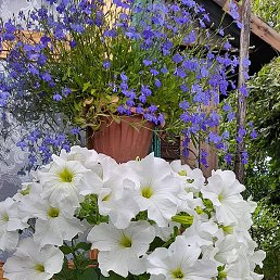 ����, ������, 56 ���