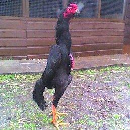 Husniddin, �����, 29 ���