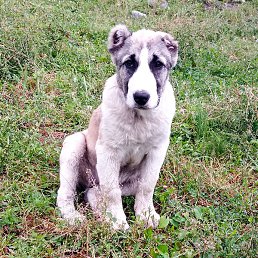 Georgia, �������, 36 ���