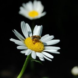 Test, , 34 