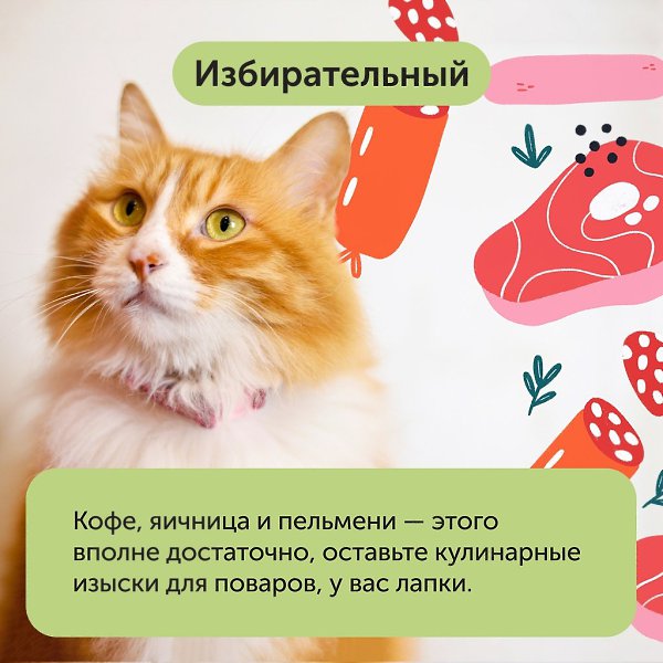 Коты и кухня просто созданы друг для друга! Отключайте логику и здравый смысл, просто выбирайте, ... - 3