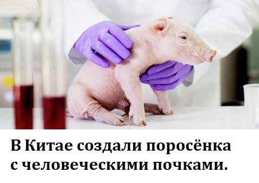 Вот это да, китайцы решили создать свинтеллектуалов! Сначала они взяли поросят и сказали им: