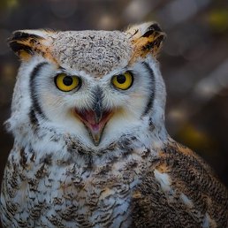 ����, ���������, 53 ����