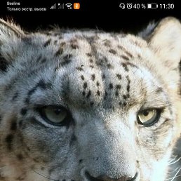 ����, ��������, 44 ����