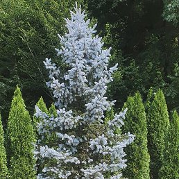 Sardor, �����, 31 ���