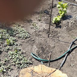 ����� ���� �����, ������, 39 ���