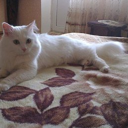 ��������, ������-��-����, 60 ���