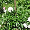 ���� Evdokia, �����-���������, 71 ��� - ��������� 11 ����� 2023