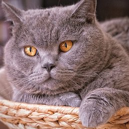 ������, ����, 50 ���