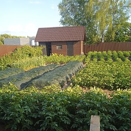 ���, �����-���������, 39 ���