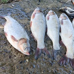 Julxa, �������, 37 ���